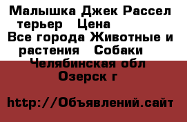 Малышка Джек Рассел терьер › Цена ­ 40 000 - Все города Животные и растения » Собаки   . Челябинская обл.,Озерск г.